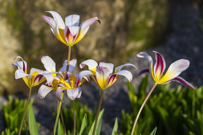 Close-up of crocus blooming outdoors