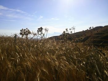 Scenic view of wheat field against sky