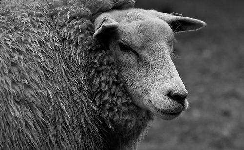 Close-up of sheep