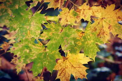 Close-up of maple leaves on plant