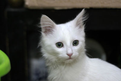 Close-up portrait of white cat