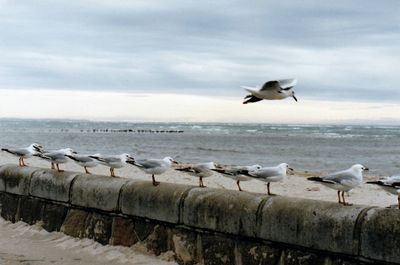 Birds flying over white background