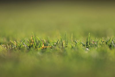 A background photo of the green grass