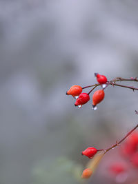 Close-up of red berries growing on tree