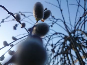 Low angle view of tree against sky