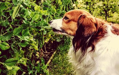 Close-up of dog outdoors