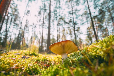 Close-up of mushrooms growing in forest