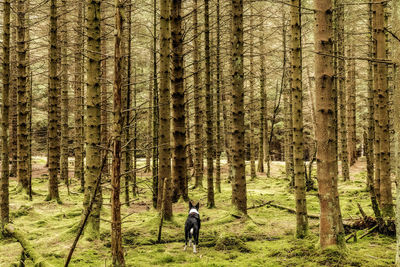 Rear view of people walking in forest