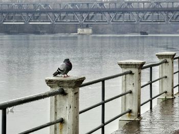 Bird perching on pier over lake