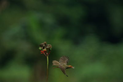 Close-up of wilted flower on plant