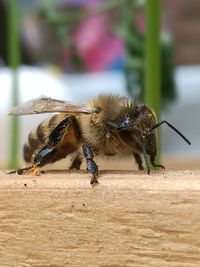 Close-up of bee on wood