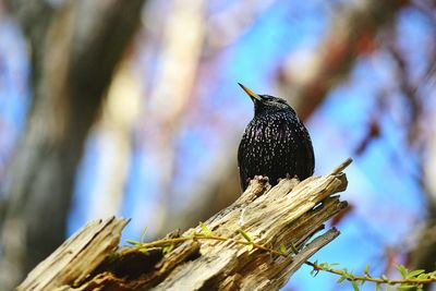 Low angle close-up of starling perching on branch