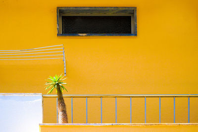 Plant against yellow wall