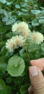 Close-up of hand holding plant