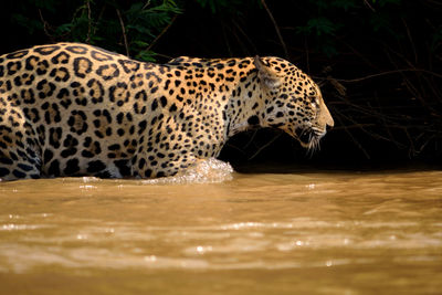 Jaguar female on rio cuiaba riverbank, porto jofre, pantanal, brazil.