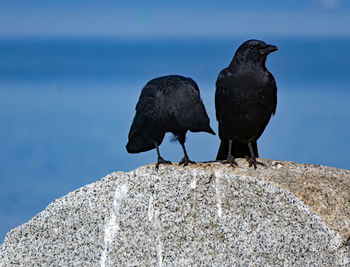 Bird perching on rock