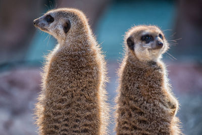 Close-up of meerkat