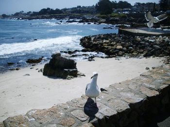 Seagull perching on rock at beach