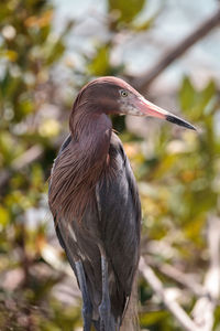 Close-up of a bird