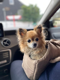Portrait of dog in car, chihuahua, sweet