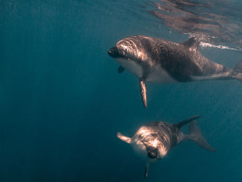 Close-up of fish swimming in sea