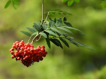 Close-up of red berries on tree