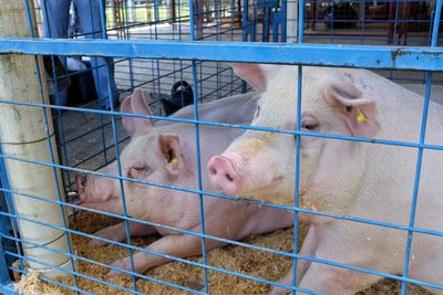 Pigs in animal pen