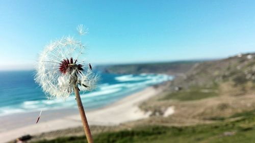 Close-up of dandelion against blue sky