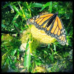 Close-up of butterfly on leaf