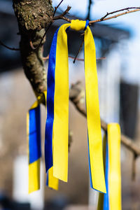 Ribbons hanging from a tree branch with colors of ukraine during peaceful demonstration against war