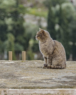 Cat sitting on wood