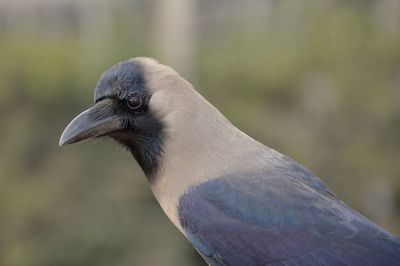 Close-up of bird