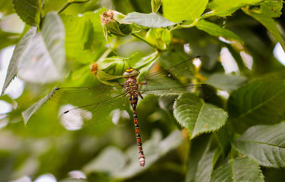 Close-up of insect on plant