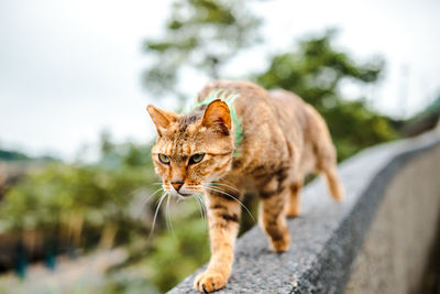 Cat looking away on road