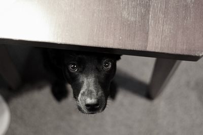 High angle portrait of dog at home