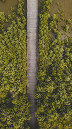 High angle view of plants and trees in forest