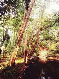 Trees in forest against sky