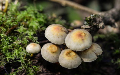 Mushroom and fungi close up