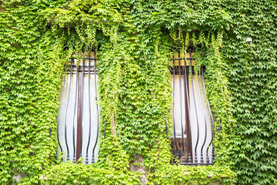 Ivy growing on tree by building