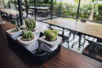 Close-up of potted plant on table