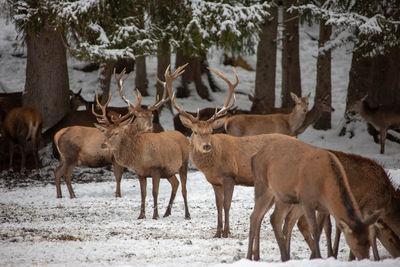 Herd of deer on snow covered field