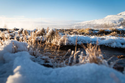 Snow covered plants against sky