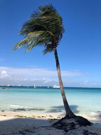 Palm tree by sea against blue sky