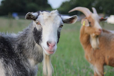 Goats on field