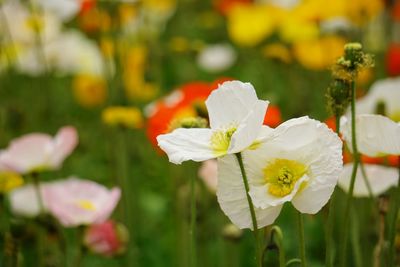 Close-up of flowers blooming outdoors