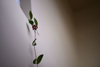 Close-up of flowering plant against wall