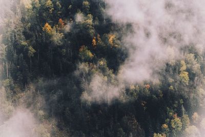 Aerial view of trees in forest amidst fog