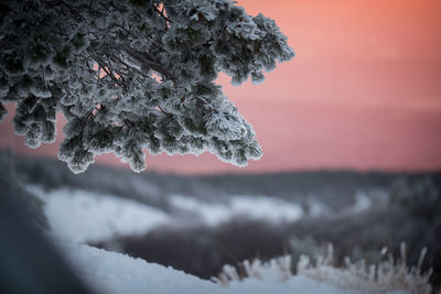 Close-up of frozen plant against sky during winter