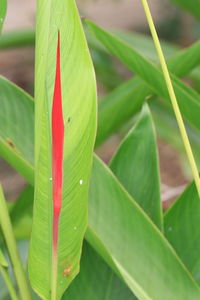 Close-up of green leaves