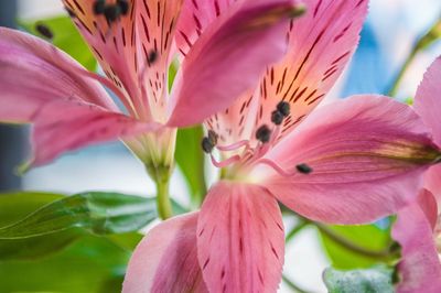 Close-up of butterfly on pink flower